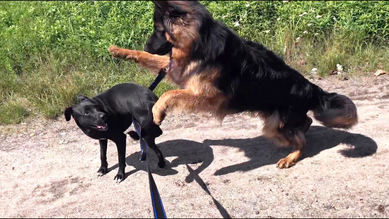 German Shepherd meets an alone street dog.
