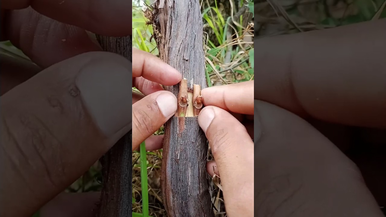 How to Graft Grapes Using Skin Grafting Techniques.
