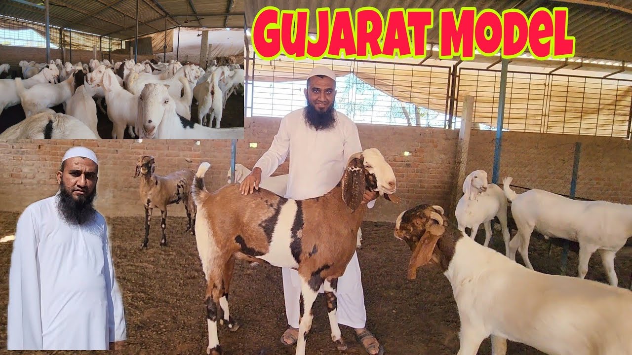 Bakro Ka Bussiness Hua Profit Wala | 7 Kg Weight Gain | 3000 Goats | Ajwa Goat Farm.