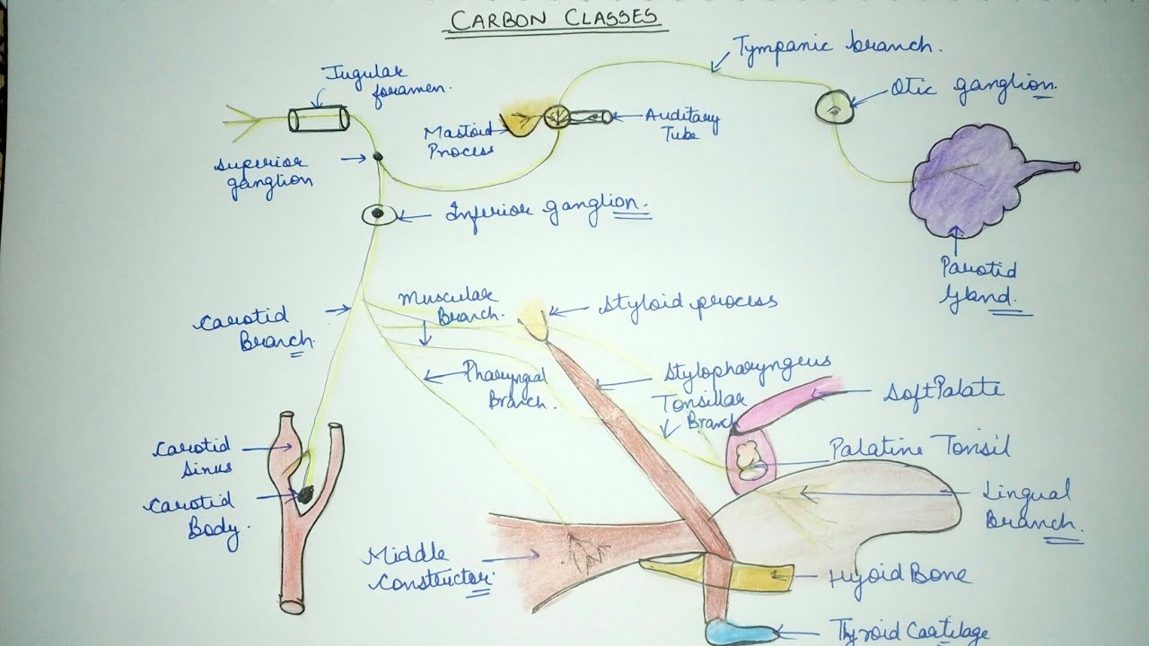 Glossopharyngeal Nerve|General features|Functional Components|Nuclei|Lec 1
