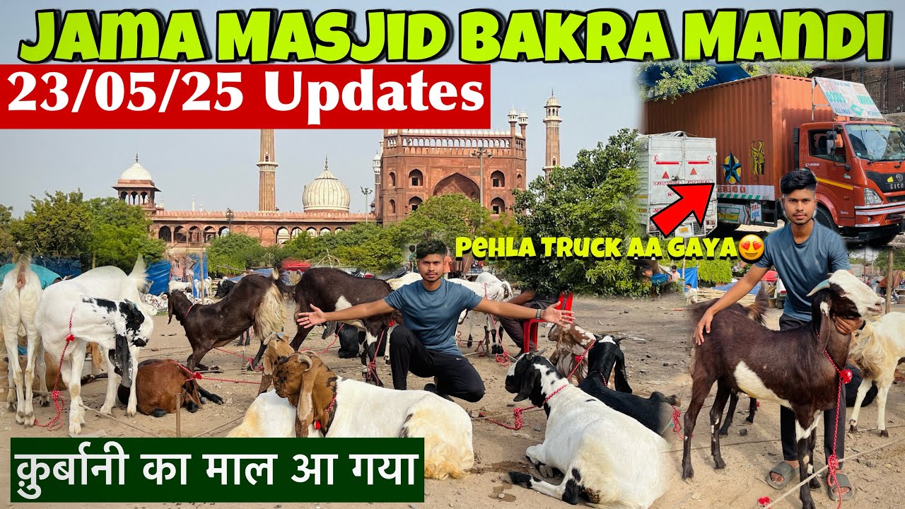 Jama Masjid Bakra Mandi 2025 Latest Update |कुर्बानी का maal आ गया 😍| 2025 Jama Masjid Bakra Mandi