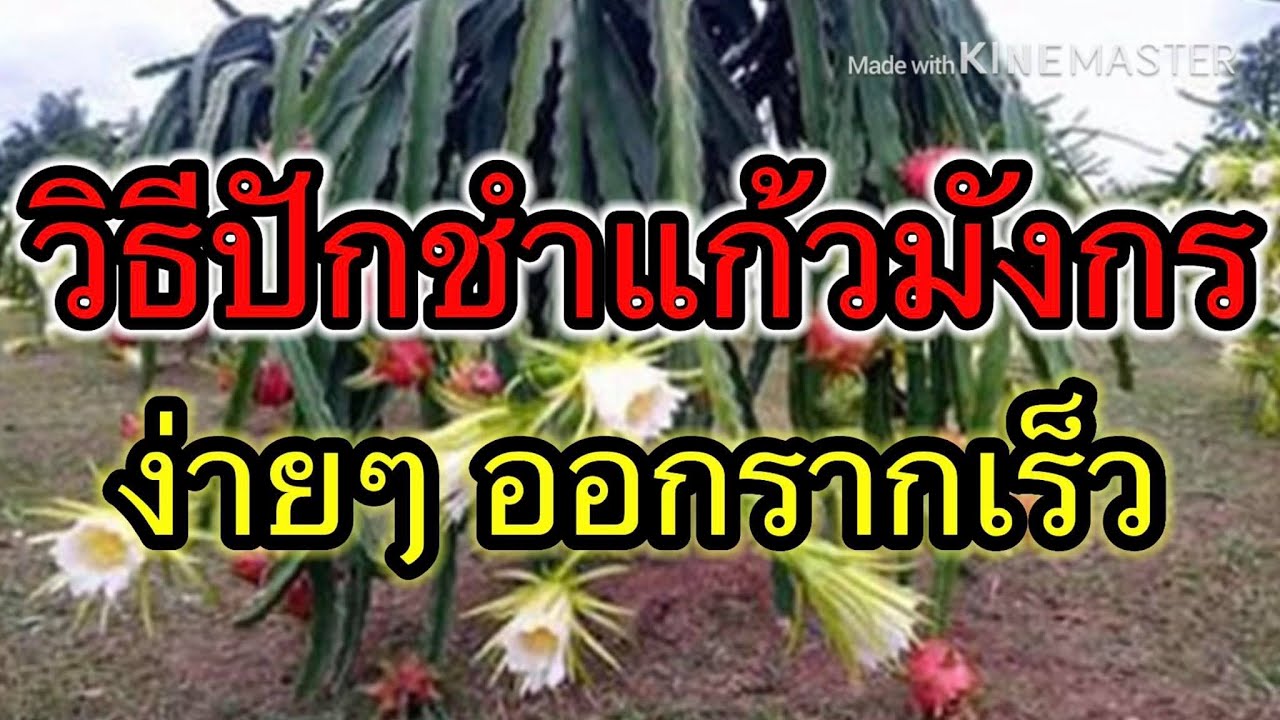 วิธีปักชำแก้วมังกร ให้รากออกเร็ว ง่ายมากๆ  ยังไงก็เกิด