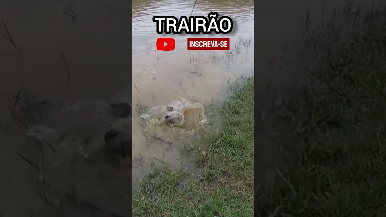 Trair&atilde;o - Que lapa de traira do Rio Guanh&atilde;es/MG #shorts #tra&iacute;r&atilde;o #pescaria