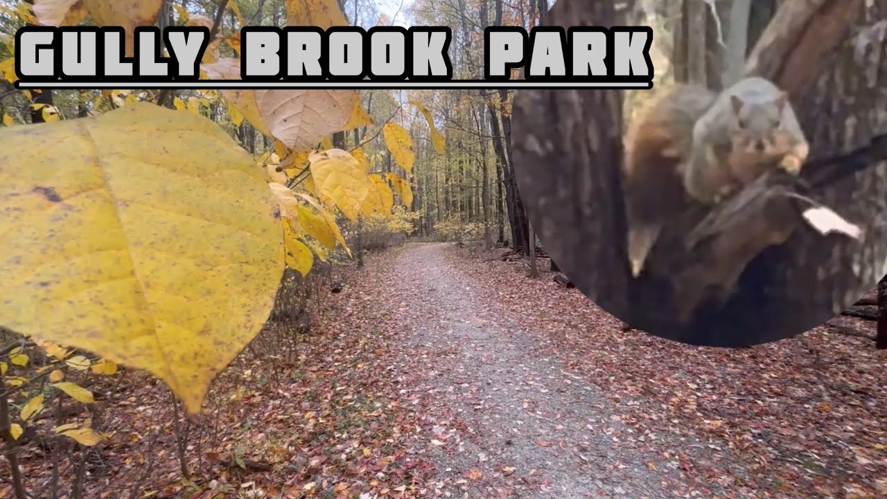 Gully Brook Park | Hike | OH - [Loop] [Creek] [Geocache] [Fall Foliage] [Squirrel]