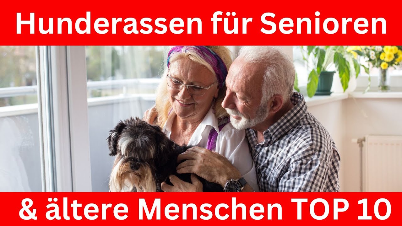 TOP 10 Hunderassen für Senioren & ältere Menschen 🐶 Die perfekten Begleiter im Ruhestand