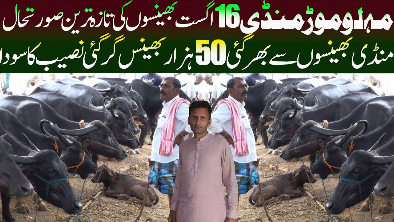 Today Malumor Mandi 26 August 2025 Update - Buffalo Mandi Pakistan - Malumor Mandi Latest Update 
