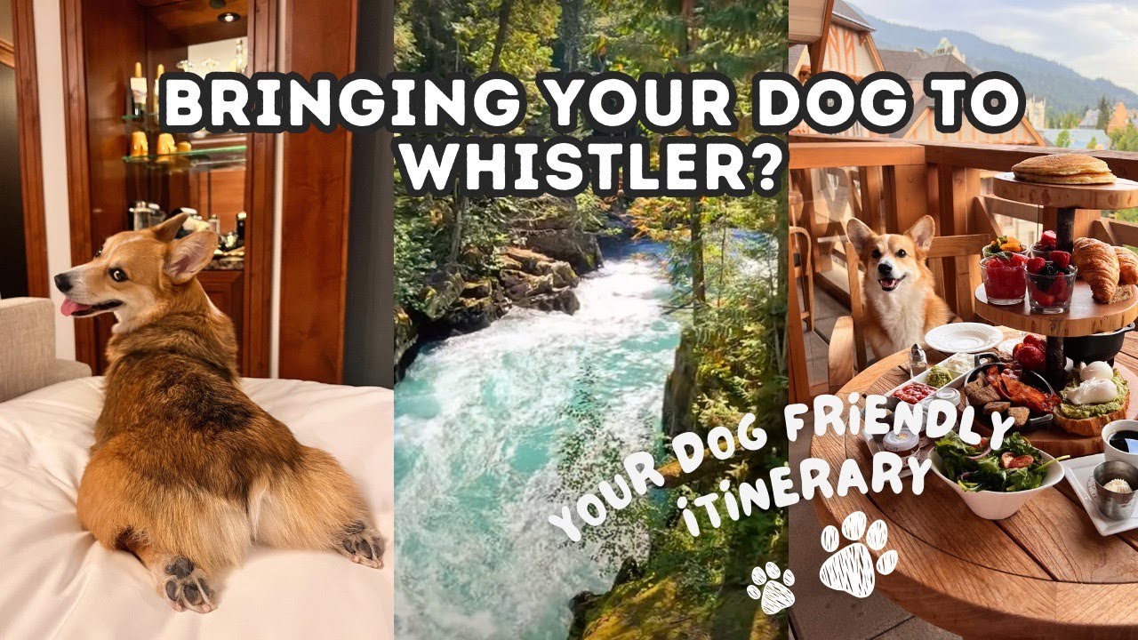 Best Dog-Friendly Activities in WHISTLER 🏔️🐾  Dog Friendly Hike | Brunch Spots | Restaurant | Hotel
