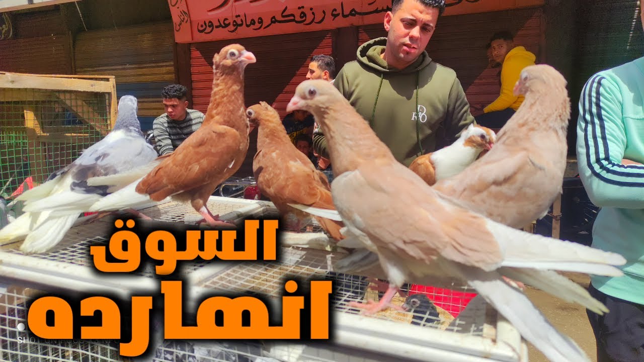 سوق الحمام في دمياط انهارده بالاسعار حمام عروض رمضان مش هتكرر