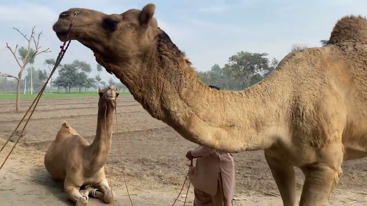 Beautiful camel breeding time😧😧 | الإبل يجتمع وقت القفز بالهجوم