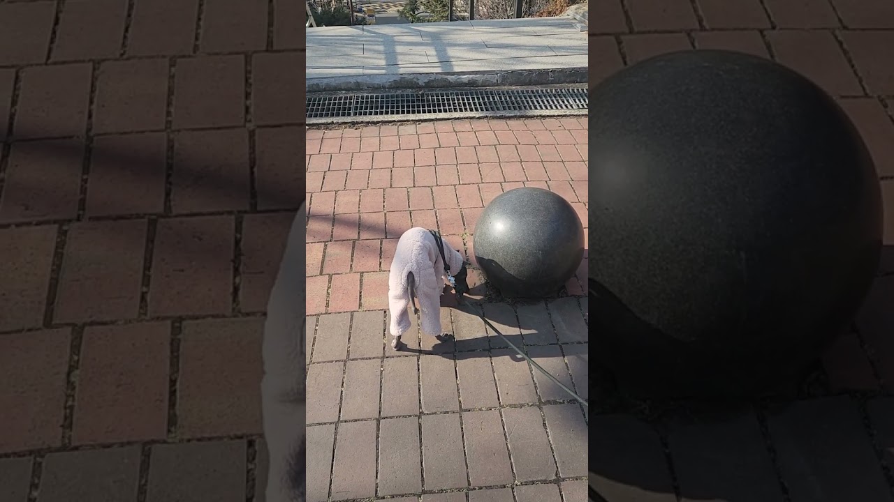 #이탈리안 그레이하운드  완벽한 삭책