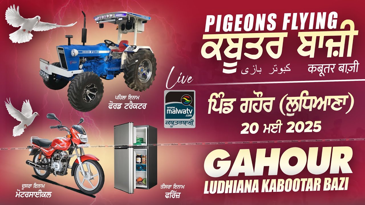 🔴[LIVE] Kabootar Bazi / कबूतर बाजी / ਕਬੂਤਰ ਬਾਜ਼ੀ / Pigeon Flying at GAHOUR (Ludhiana) 20 May 2025