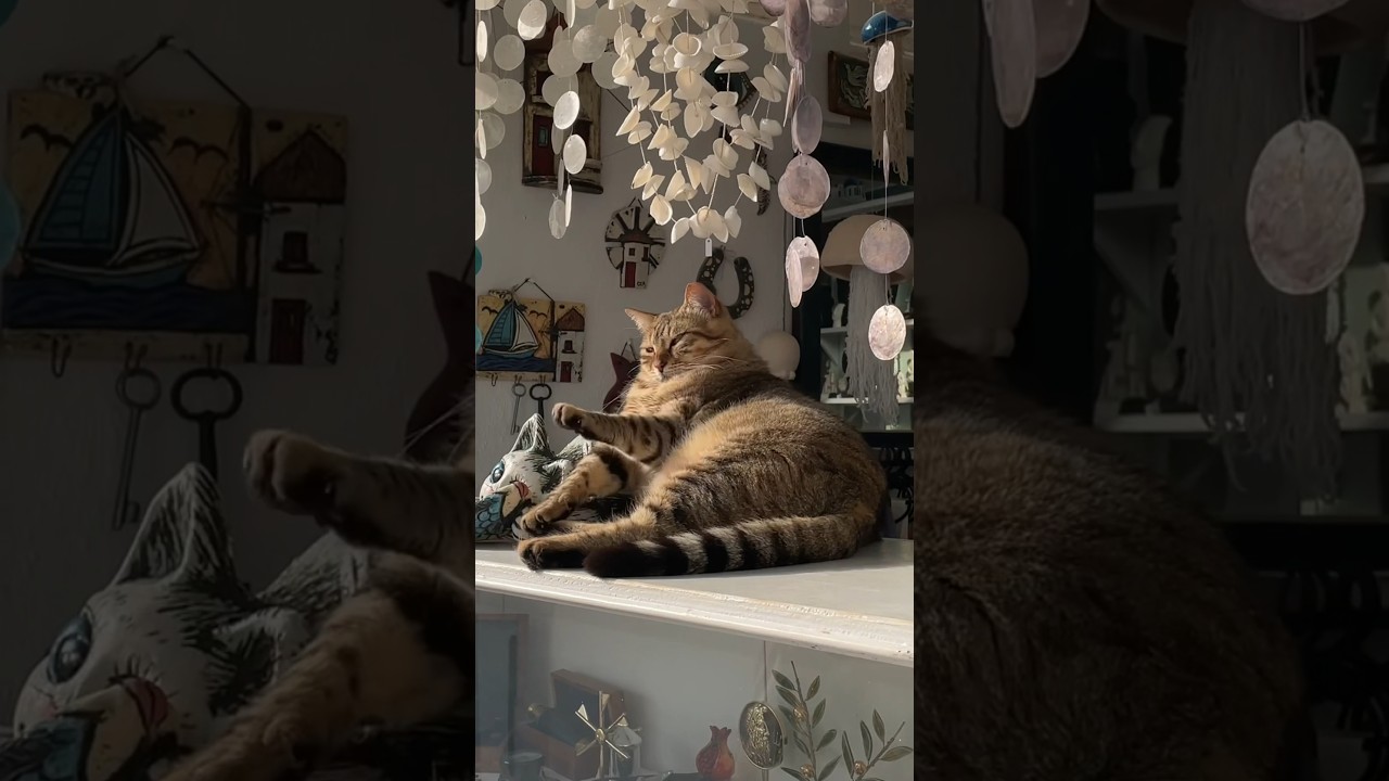 Cats from the Greek Islands We Visited 🥹 #travel #cats #greekislands