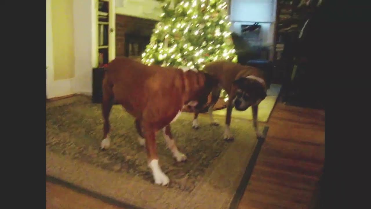 Bowling the boxer dog, 11 years old, plays with a toy #boxerdog #dogplaying #doglife