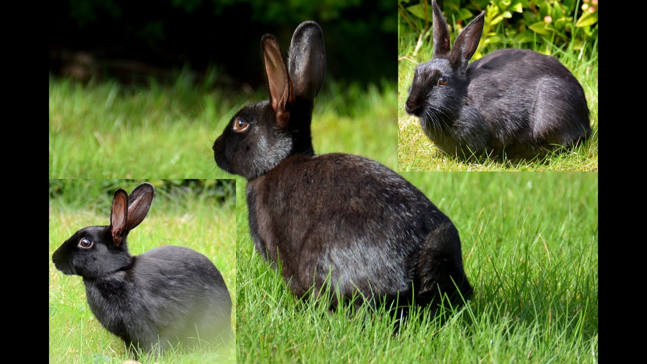 Schwarzes Wildkaninchen - Schw&auml;rzling, Melanismus