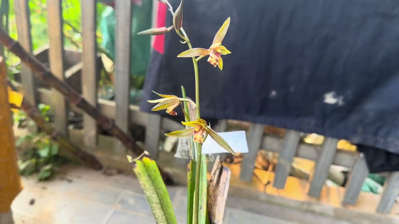 Lan rừng Cao Bằng. Phiên 10/3, địa lan mạc xuân hoa đẹp. LH 0357771899 #orchid #dialan 