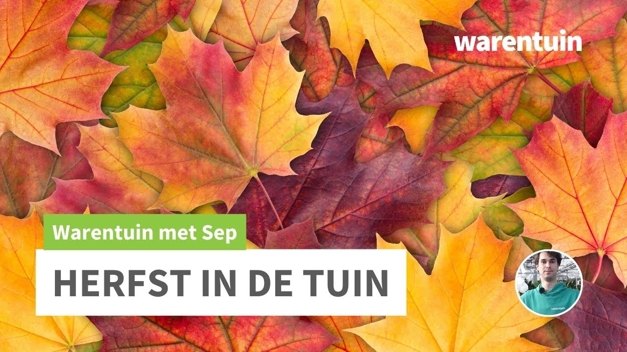 Herfst in de tuin - Bladhoudend en bladverliezende heesters - WARENTUIN
