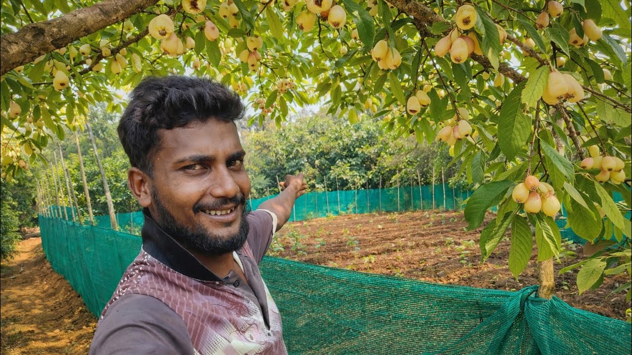 Subah 🌾khet mein jakar dekha – fasal kitni unchi ho gayi aur ped par fal aa gaye