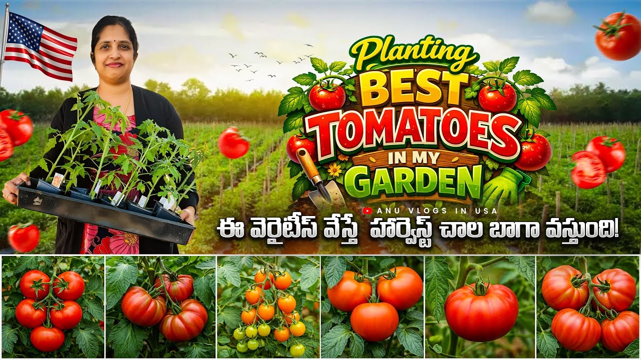 అమెరికా లో వ్యవసాయం-#EP-3# /2026 Gardening/ planting best tomato varieties in my garden
