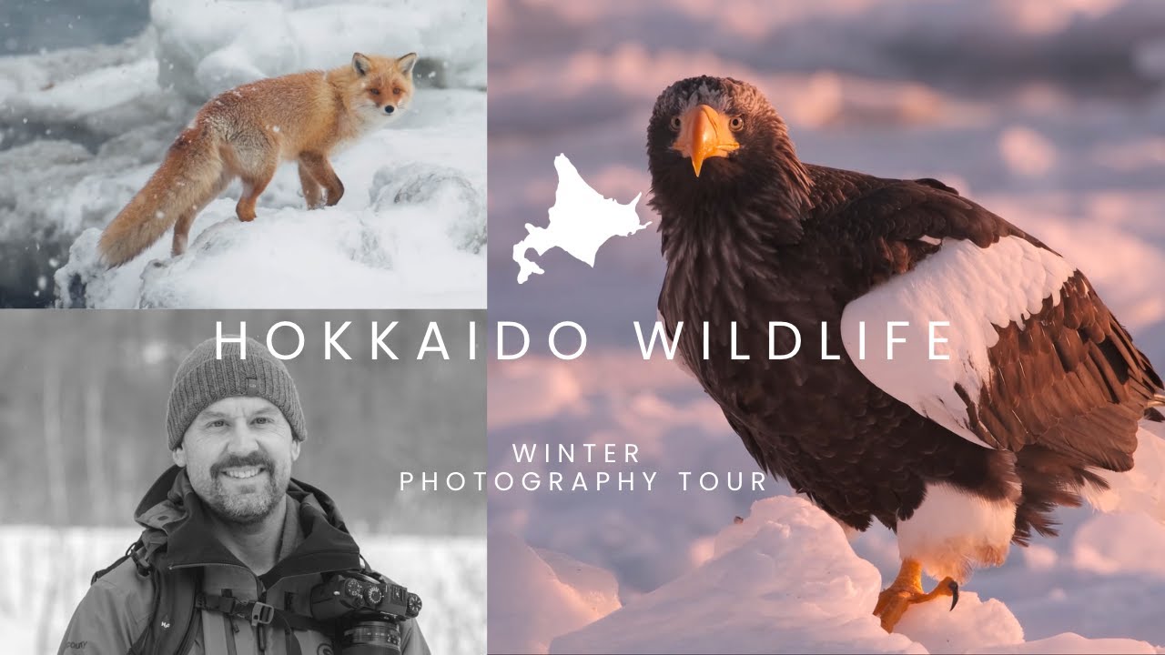 Eastern Hokkaido Winter Wildlife & Photography Tour
