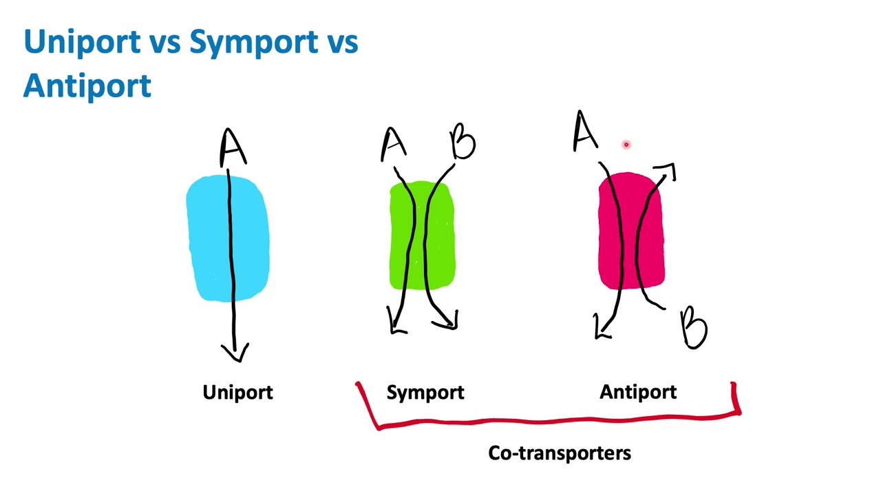 Uniport vs Symport vs Antiport | Cell Biology | Biology