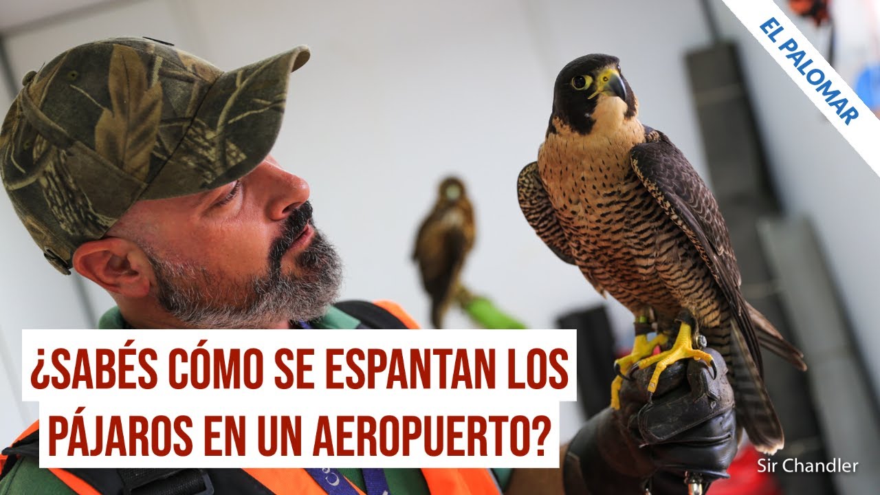 Seguridad en los aeropuertos: pájaros vs pájaros