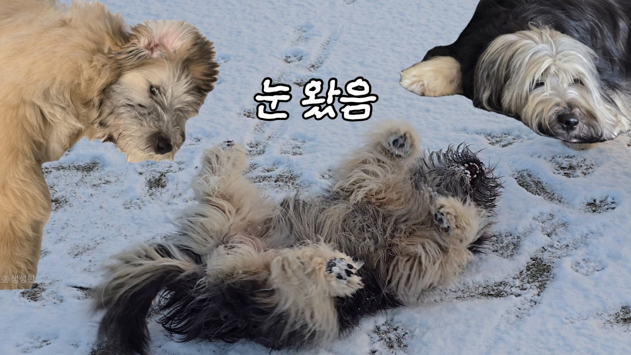 삽살개는 눈밭에서 어떻게 놀까? ㅋㅋㅋㅋ (feat. 풀악셀 밟는 삽살개)