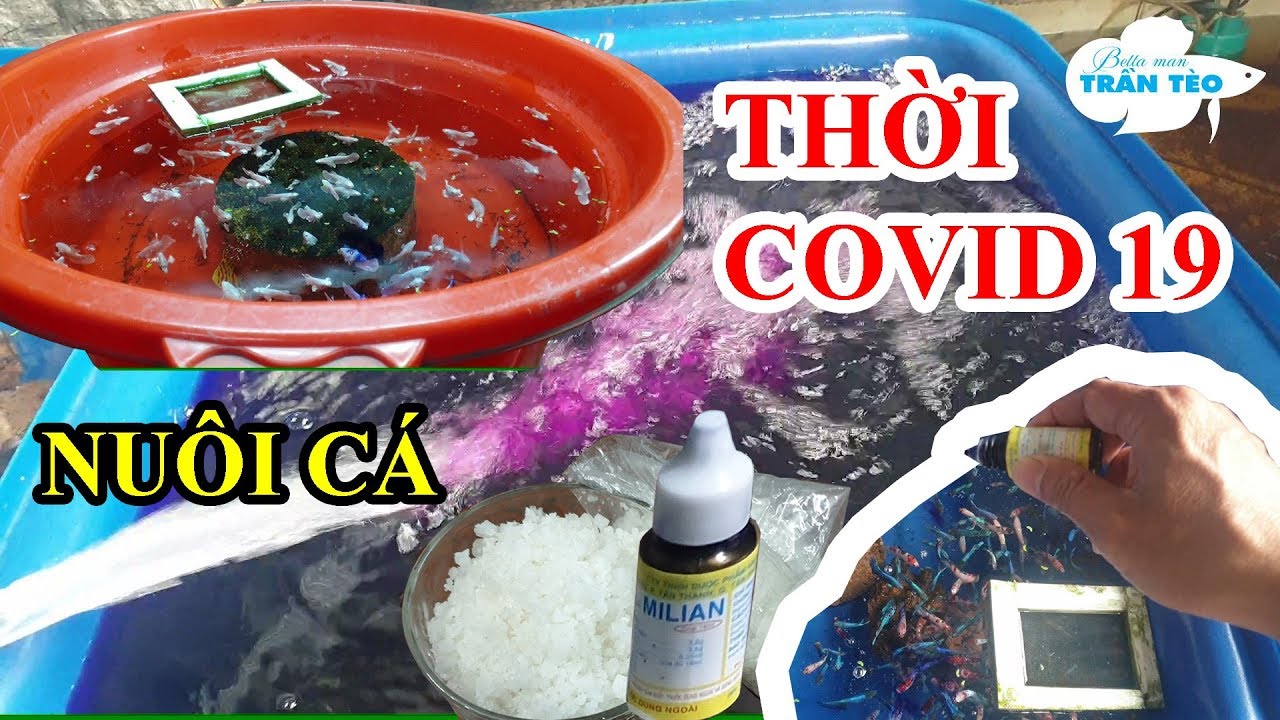 VÀI KINH NGHIỆM PHÒNG TRỊ BỆNH CHO CÁ BETTA, CÁ 7 MÀU TỪ BÀI HỌC PHÒNG DỊCH BỆNH COVID 19 Ở VIỆT NAM