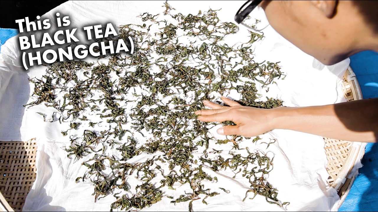 Making Hongcha & Pu-Erh Style Fermented Tea