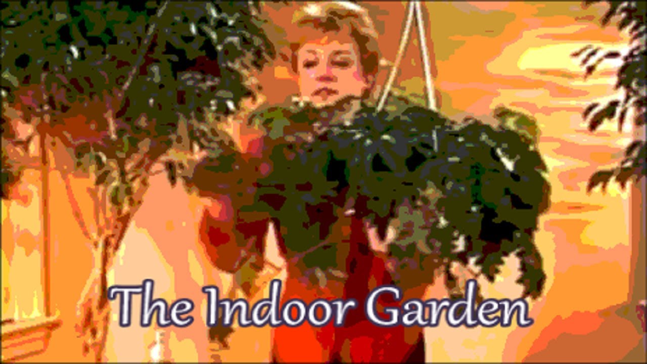 How to Grow An Oak Leaf Ivy (Cissus 'Ellen Danica