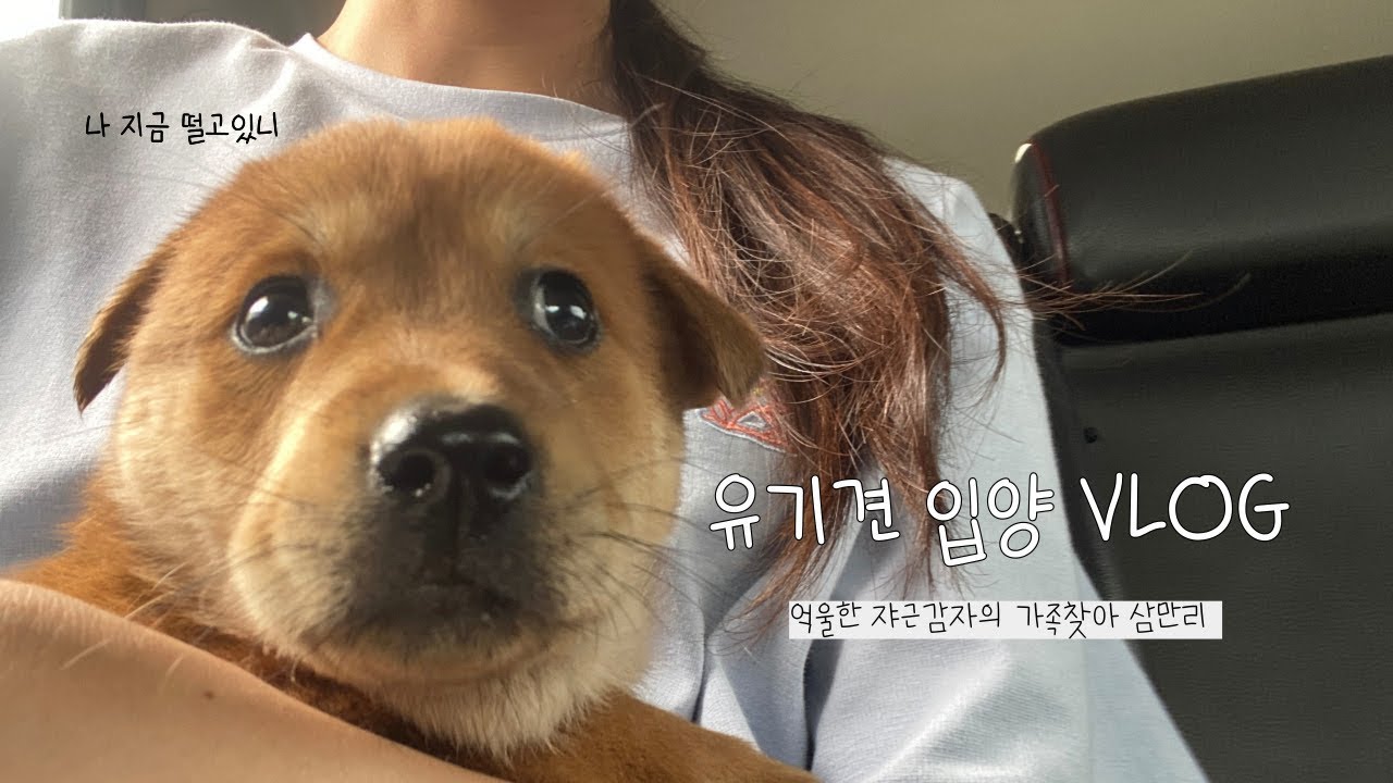 [DogVlog] 유기견 강아지 입양 첫날 브이로그