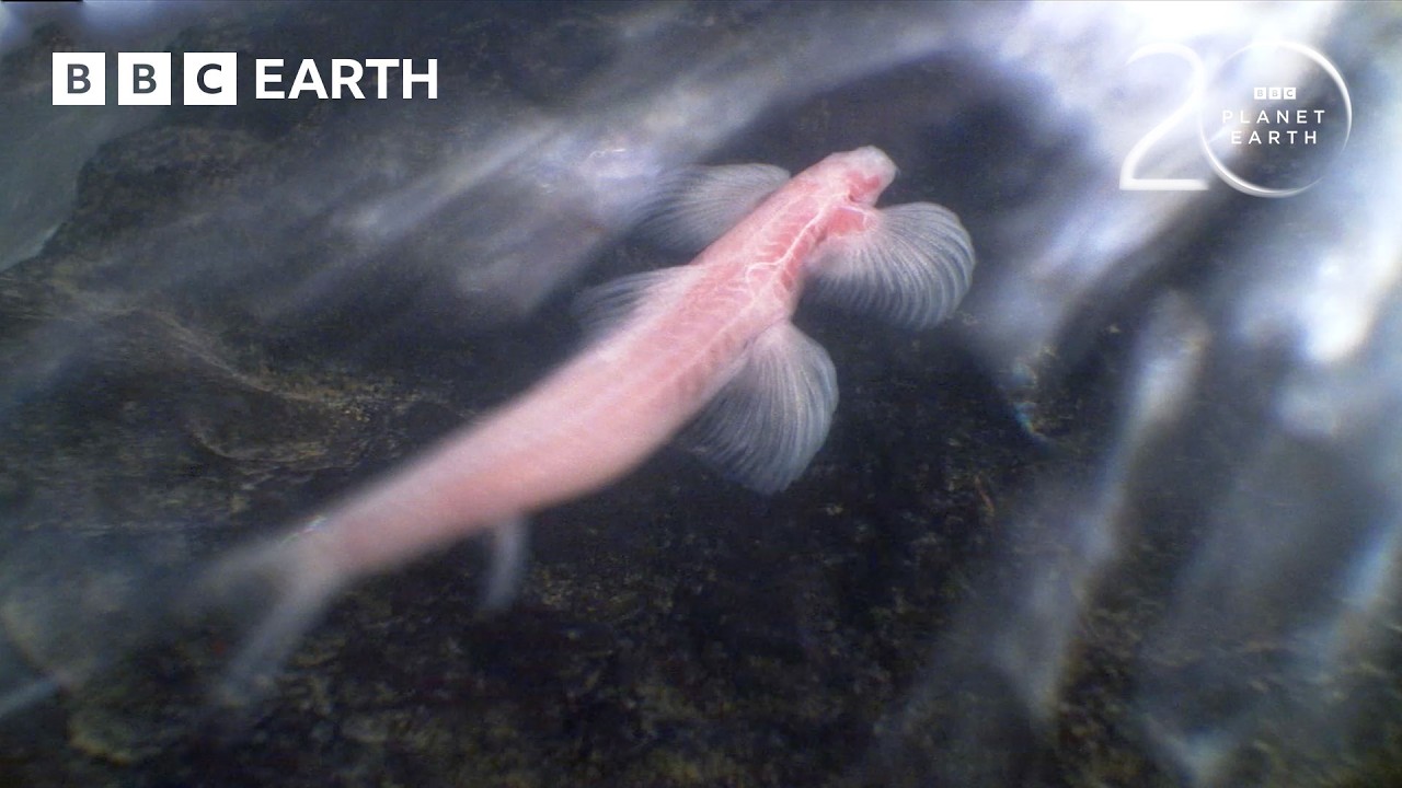 Удивительный мир троглобионтов | 20 лет &laquo;Планеты Земля&raquo; | BBC Earth