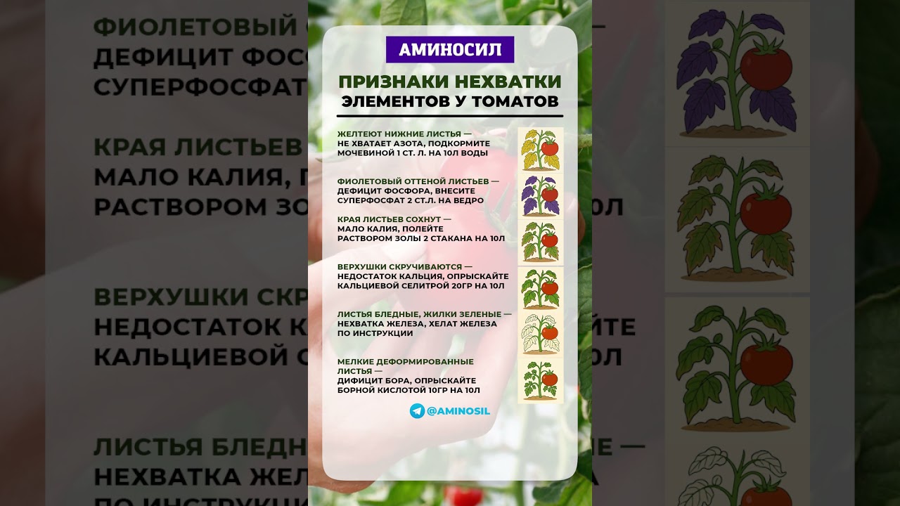 Вашим помидорам не хватает ТОЛЬКО ЭТОГО — подкорми до начала сезона! #помидоры #огород #дача