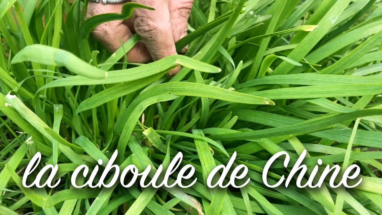 La ciboule de Chine ou « Ciboule-ail ».