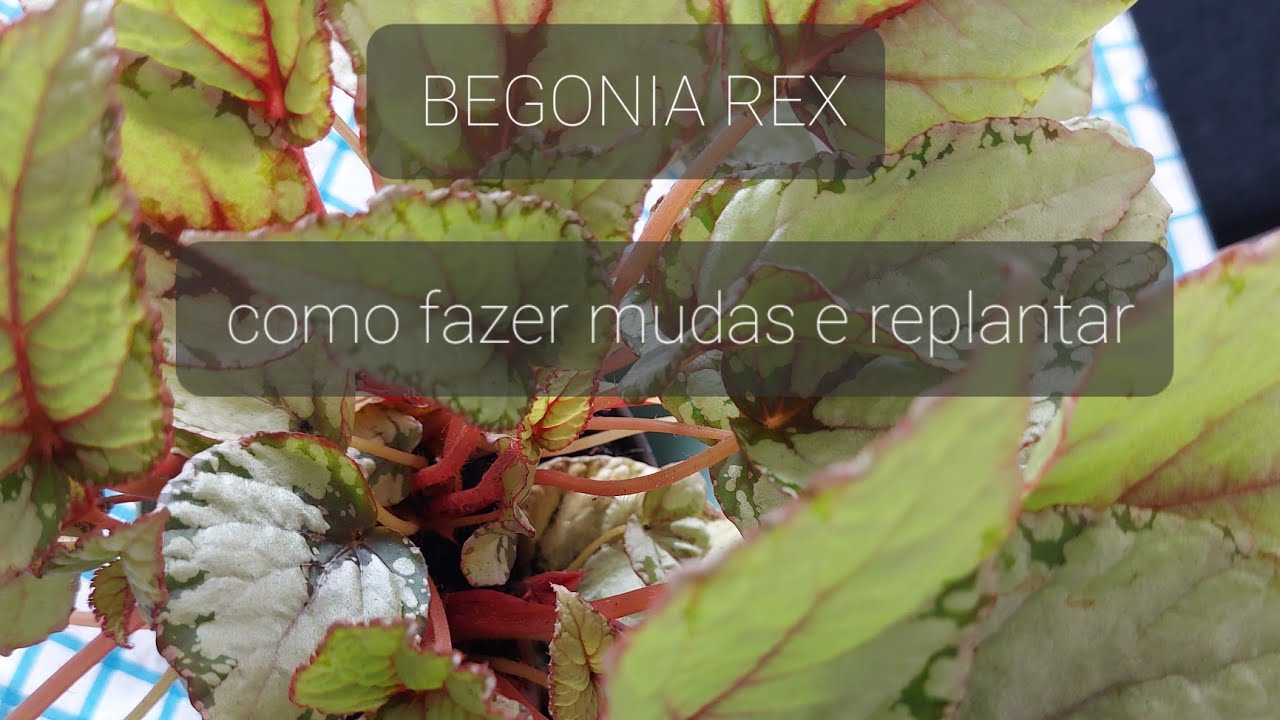 BEGONIA REX,  como replantar e fazer mudas