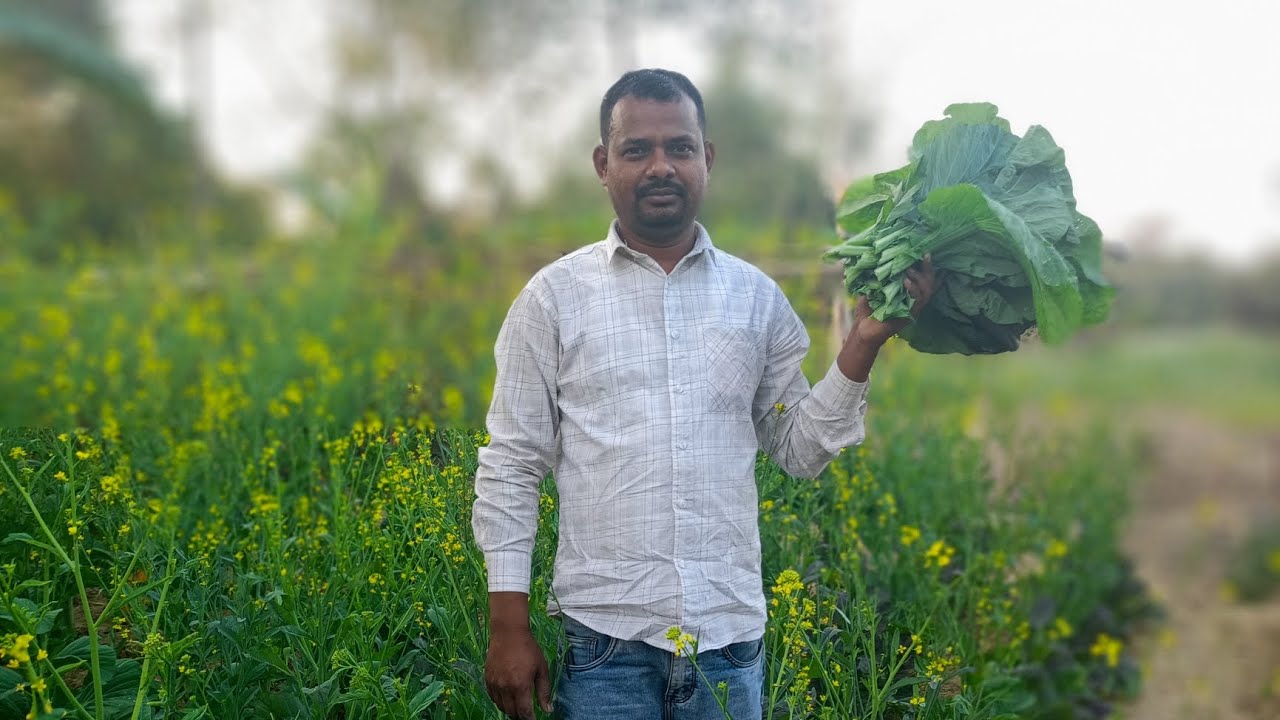 Asam ki kheti//laisa dhaniya//asam ka kheti YouTube video//