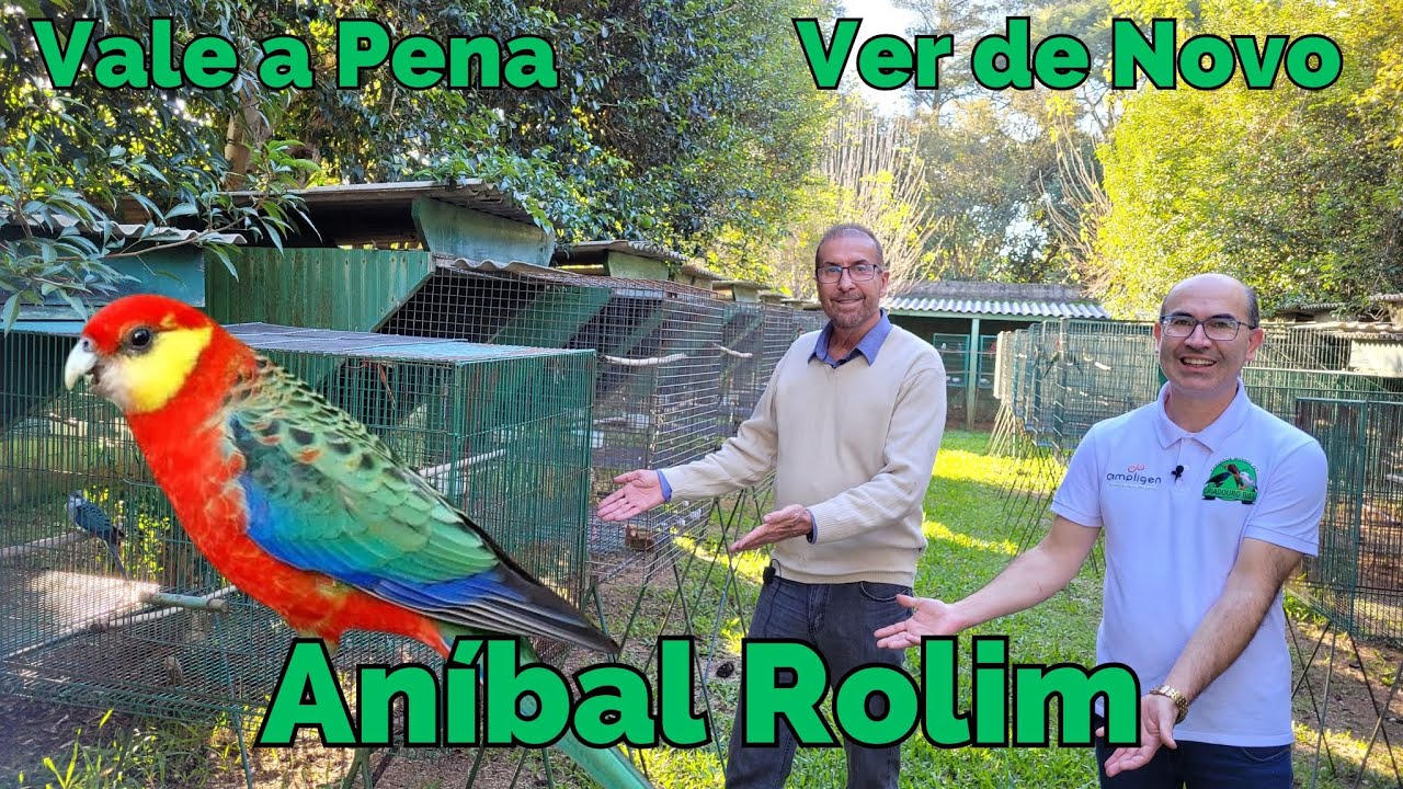 ROSELAS ICTEROTIS RARAS NO ANÍBAL ROLIM!!!Vale a Pena Ver de Novo.