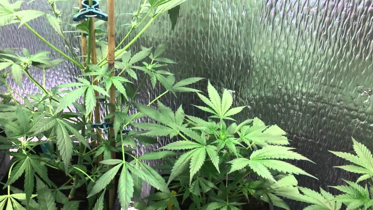 Autoflower blue cheese/ big bud x update day 28