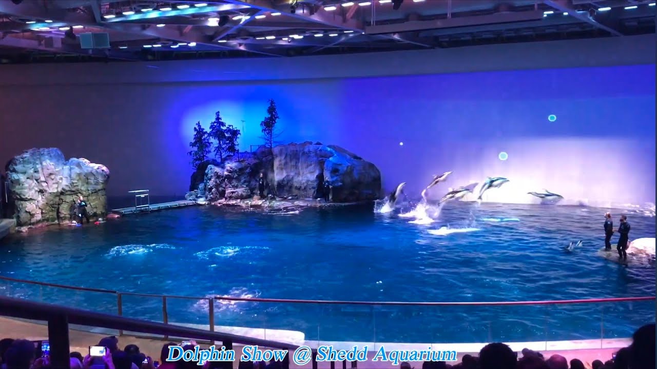 Dolphin Show @ Shedd Aquarium (Chicago)