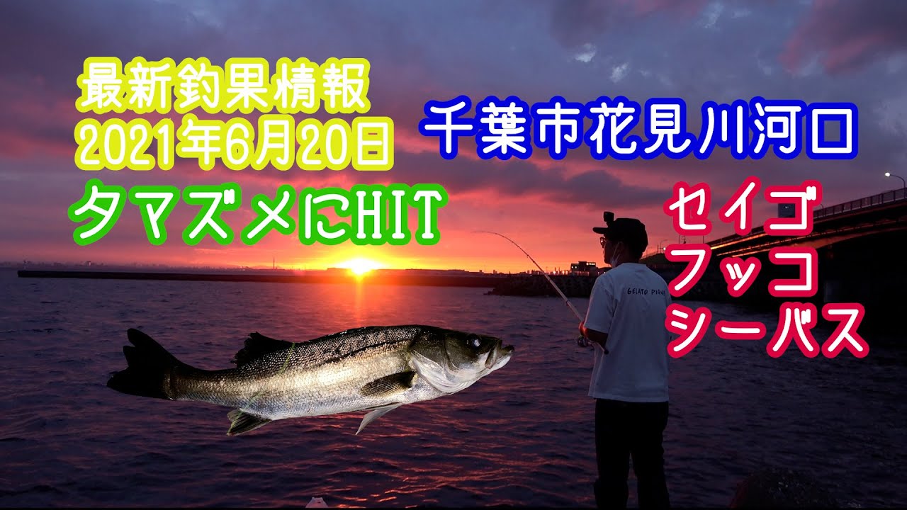 最新釣果情報　2021年6月20日　釣りバカちゃんねる　千葉市花見川河口で夕マズメ釣行　セイゴ　フッコ　HIT！！