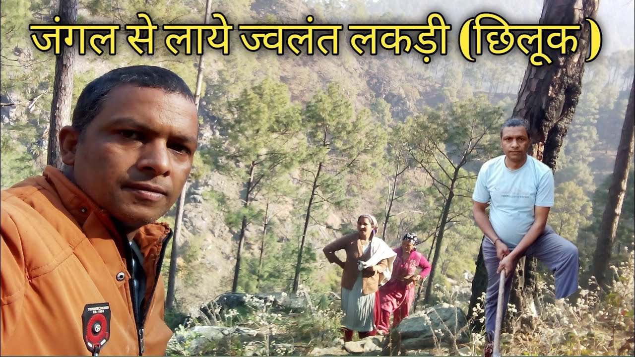 सुनसान जंगल से लाये छिलूक, 🤔 pahadi lifestyle ll 