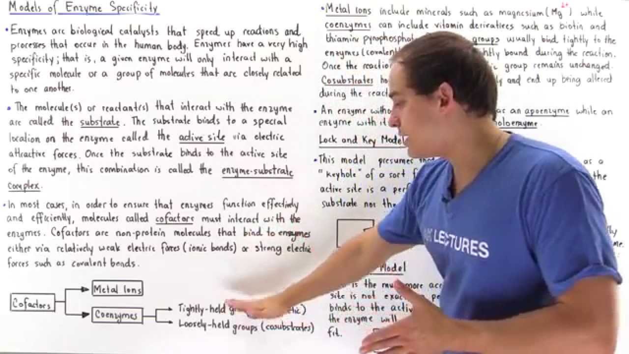 Cofactors, Lock-and-Key and Induced Fit Model