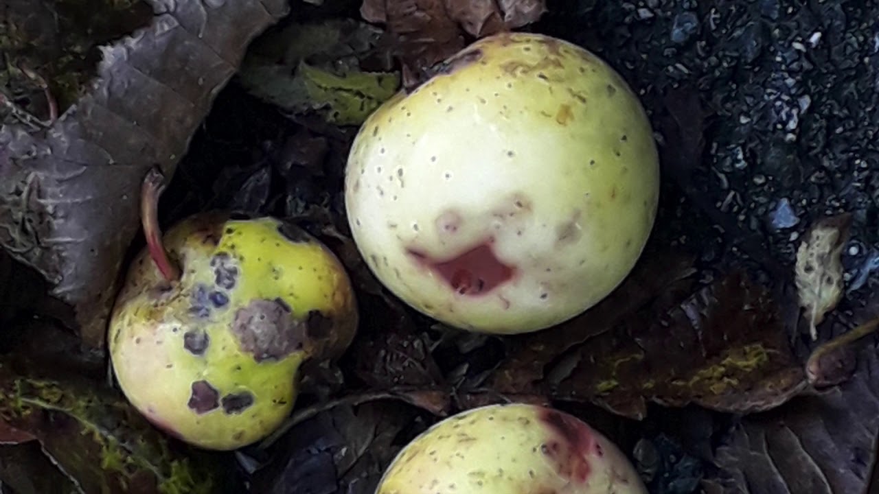 Autunno a Parazzuolo