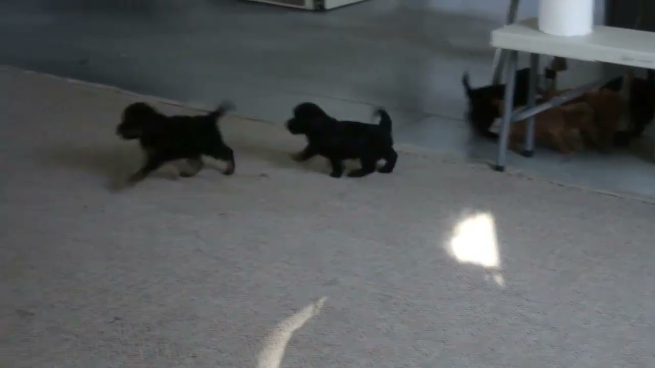 Cockapoo Puppies For Sale