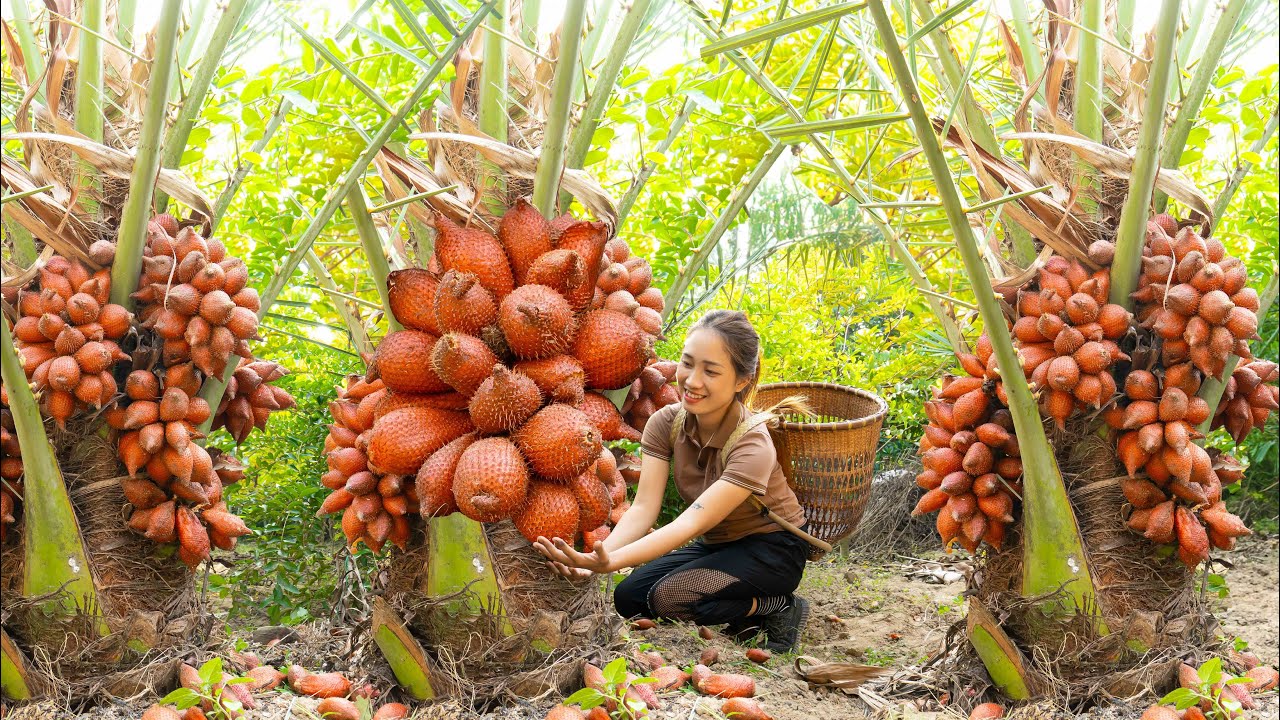 Harvest Thai Rattan| A Type Of Fruit With A Rough Skin Like A Snake's Skin - Goes To The Market Sell