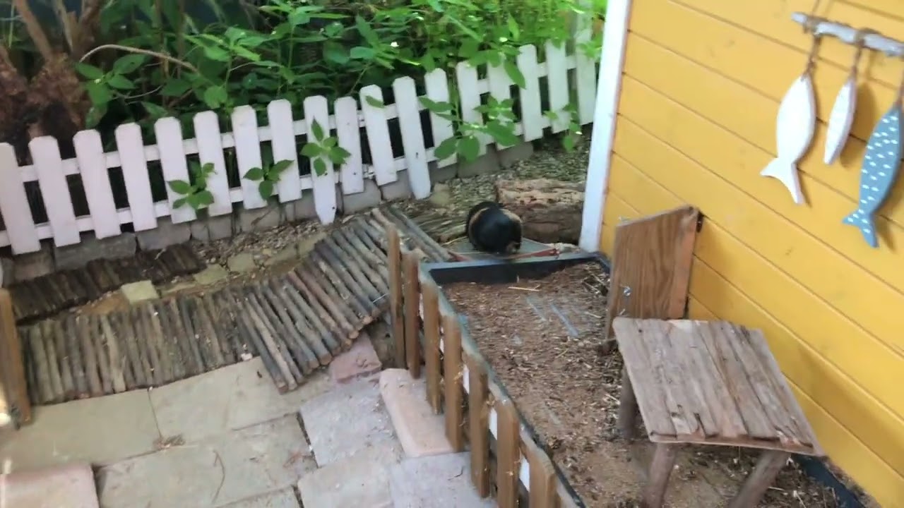 Morgenprogramm auf der Meerschweinchenfarm