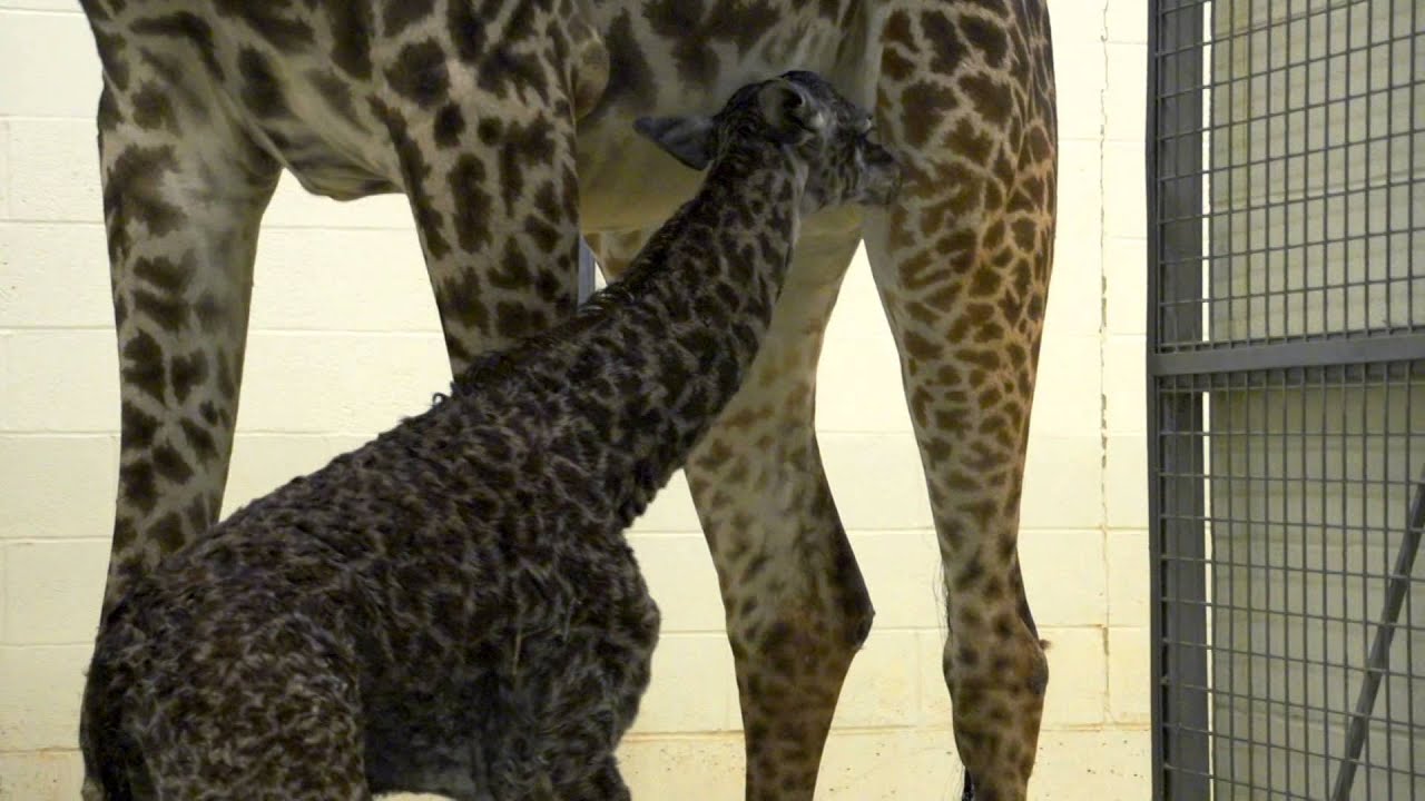Baby Giraffe Gets a Name - Cincinnati Zoo
