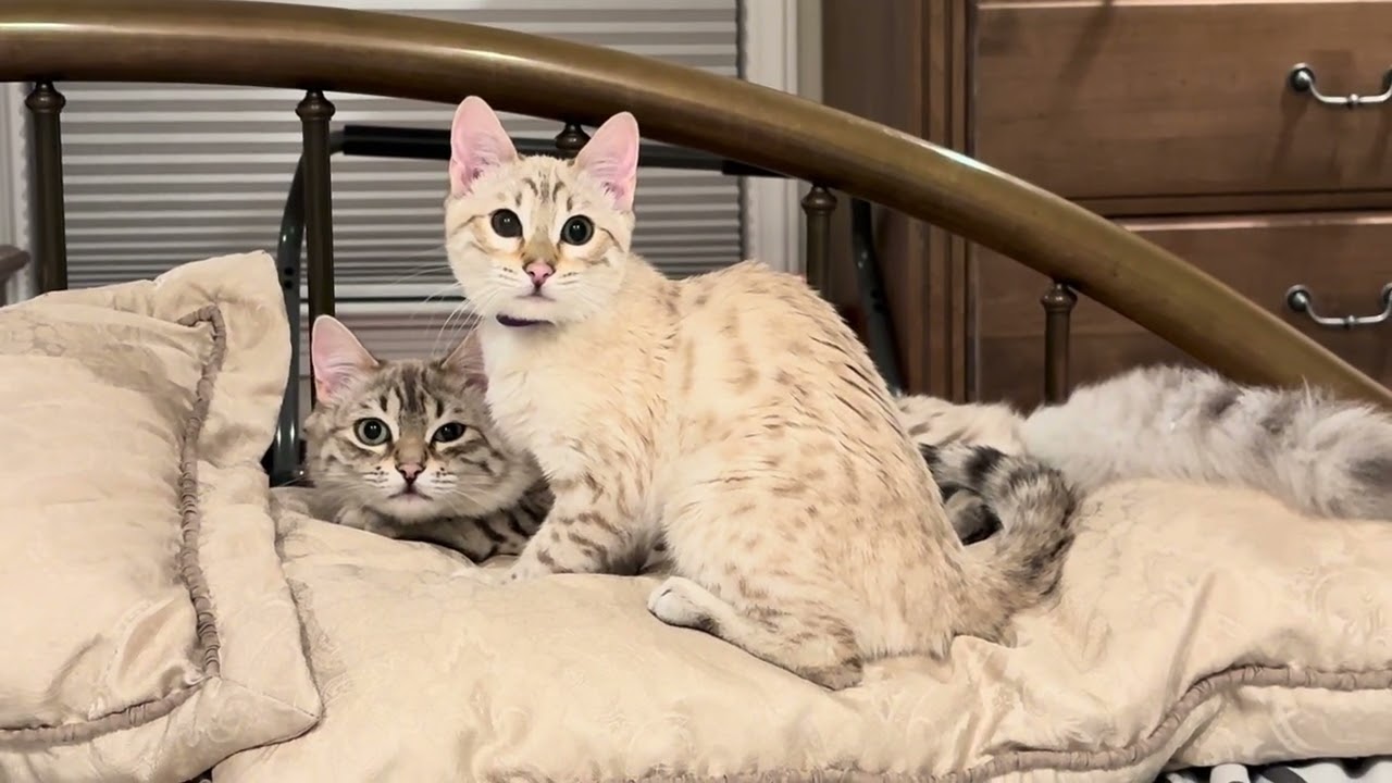 Molly and Clyde hanging before bedtime 