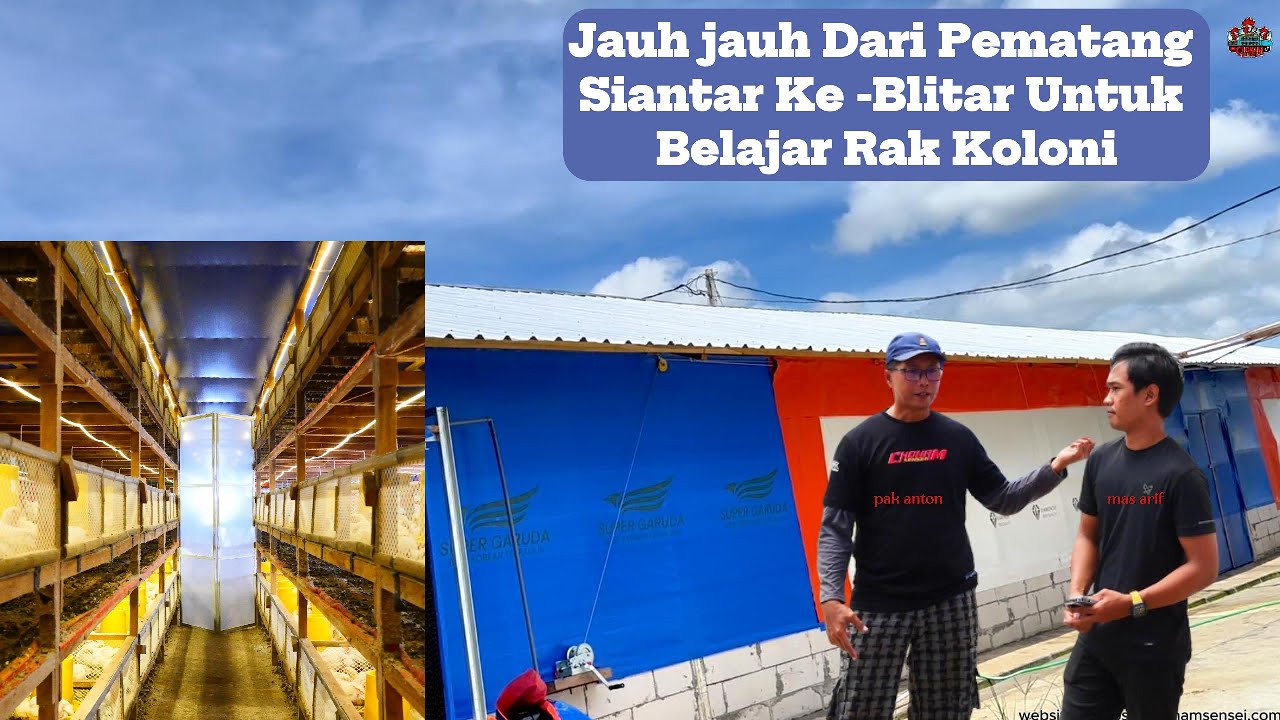 Bobot Ayam Maju 4hari di Kandang Rak Koloni || Tamu dari Pematang Siantar