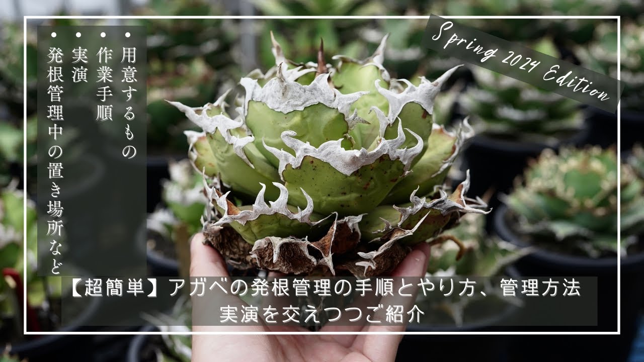【超簡単】アガベの発根管理の手順とやり方、管理方法【2024年春版】（土耕管理編）