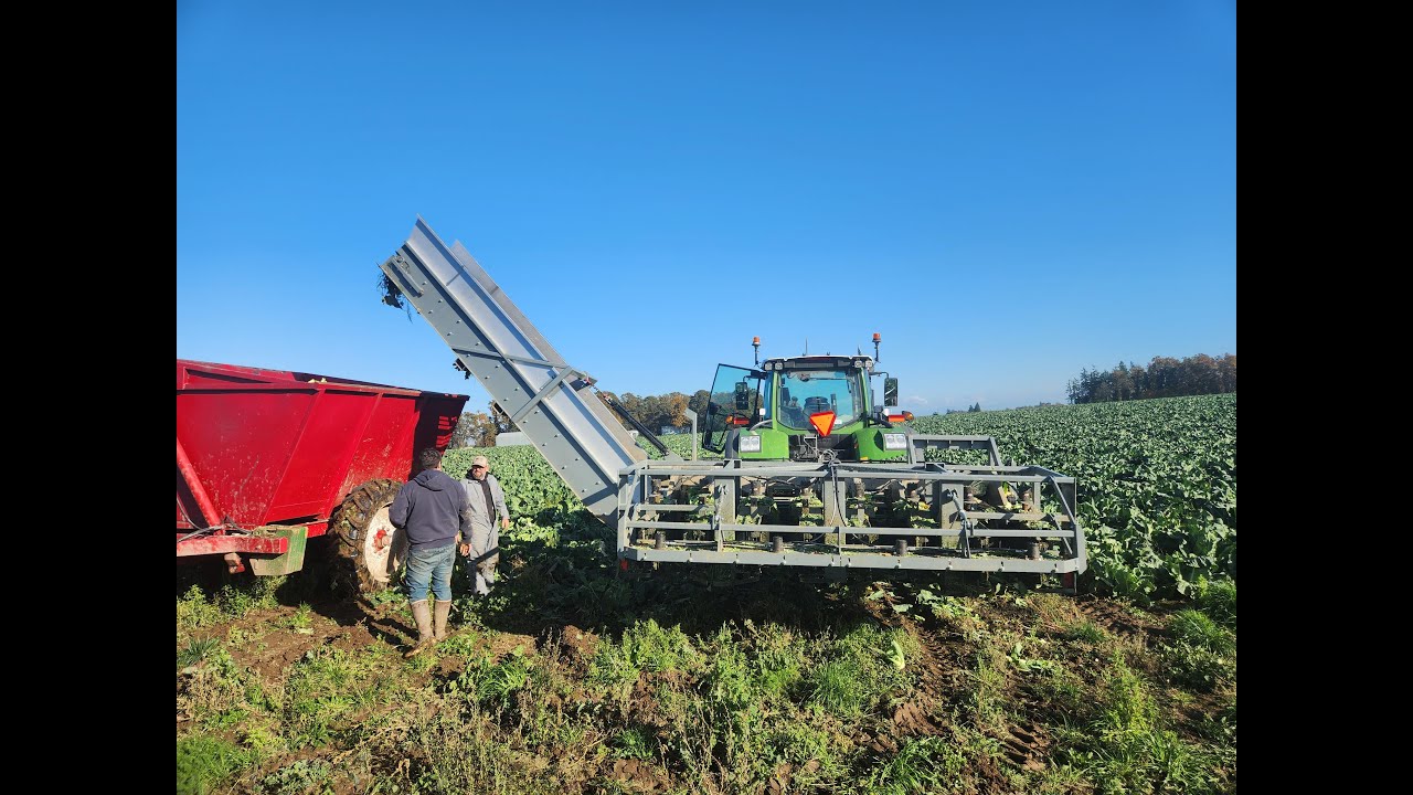 4 ROW CAULIFLOWER HARVESTER